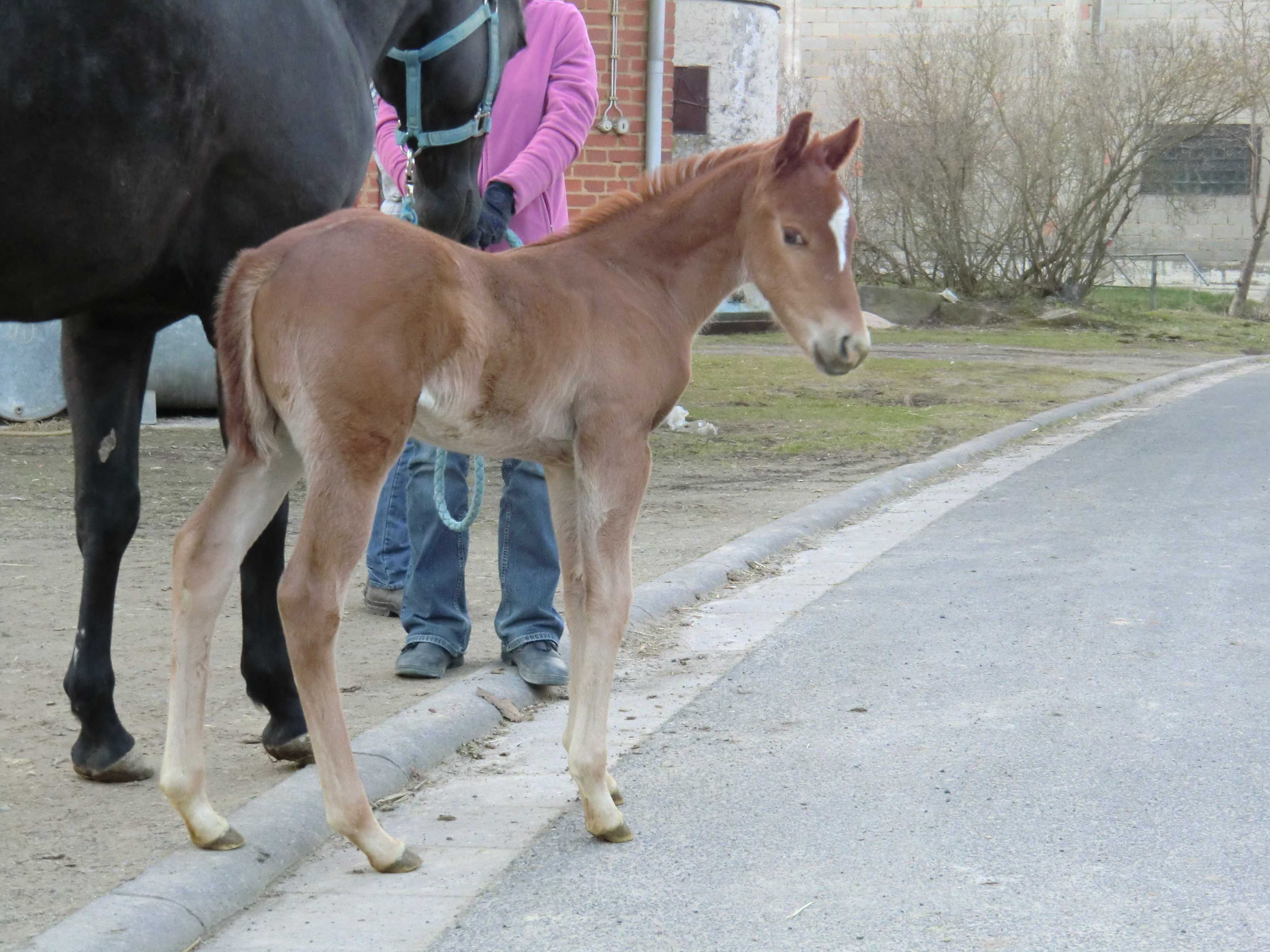 Bild 1 All-Around Quarterhorse sweet_lil_leaguer