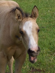 Bild: Quarterhorse Casper