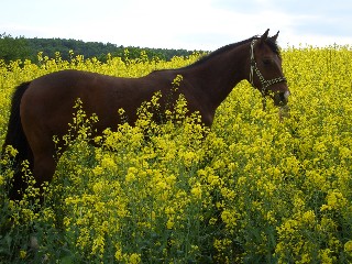 Bild: Quarterhorse Lotte im Rapsfeld