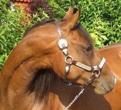 Bild: Quarterhorse Lotte