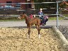 Bild 2 All-Around Quarterhorse Leaguers Spring Time