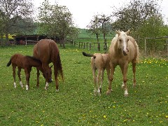 Bild: Quarterhorse Fohlen